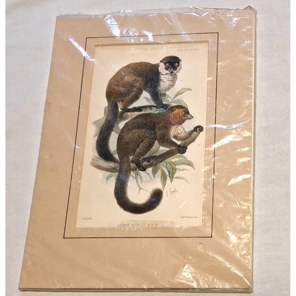 Antique 1871 J Smit Lithograph Mongoose Lemur Mongoz M&N Hanhart